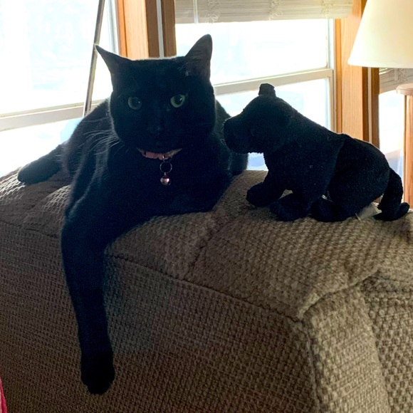 Meet your Posher, Cameron - Picture 1 of 16